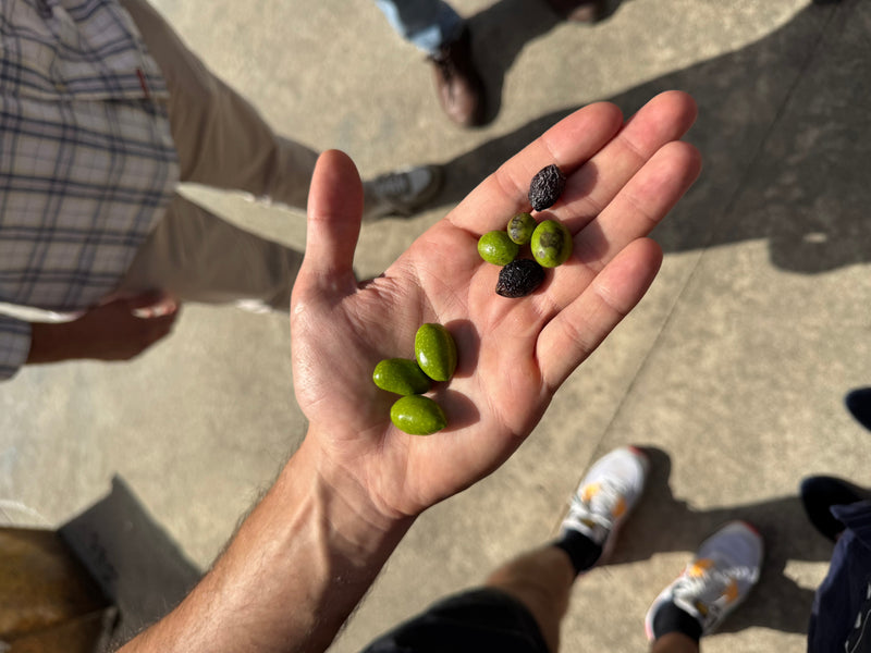 Por que Azeite Fresco é melhor? (e por que ninguém conta isso pra você)