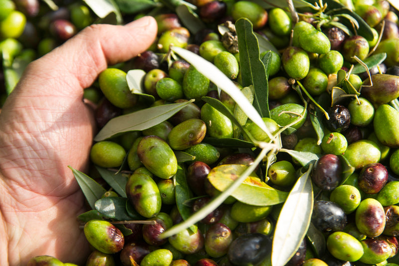 Azeite fresco é melhor? Entenda